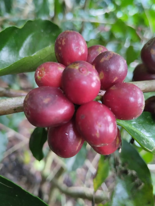 Origen del café: Un viaje aromático a través del tiempo - Jaguar Coffee Shop