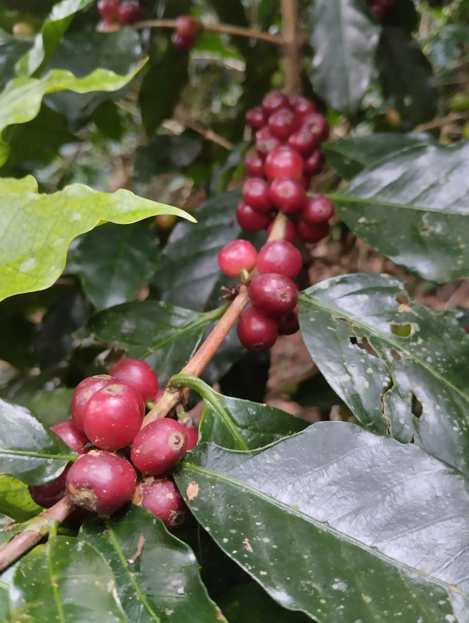 Café Veracruz: Un viaje aromático a través de sus tierras, sabores y tradición - Jaguar Coffee Shop