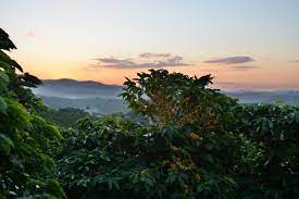 Café Chiapas: Un viaje sensorial a través de aromas y sabores únicos - Jaguar Coffee Shop