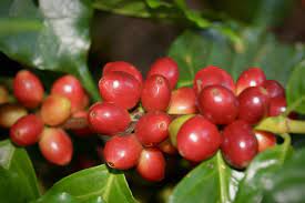 Presentando Finca Corahe - Jaguar Coffee Shop